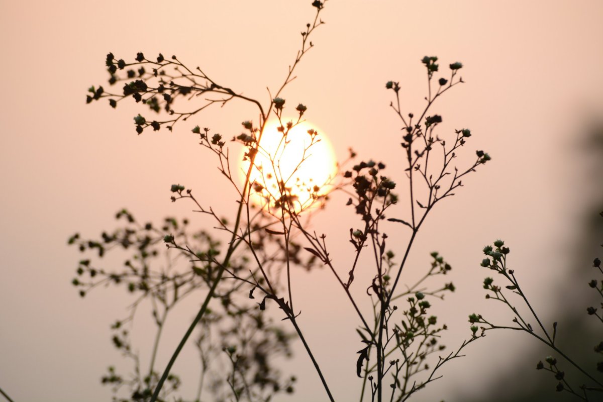 Celebrating the Summer Solstice: Ancient Traditions for Modern Ceremonies 