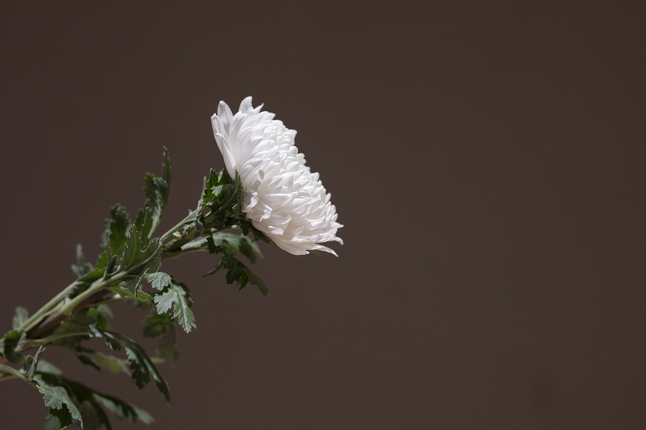 Let’s Talk About Funerals – Before We Have To 